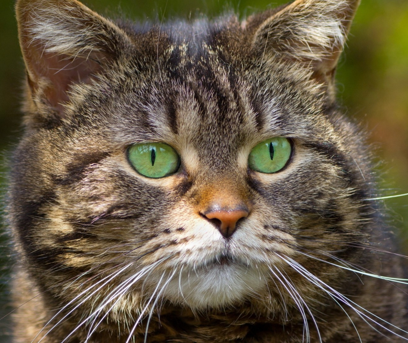 Полосатый кот с зелеными глазами