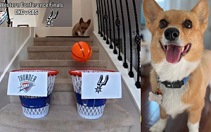 Air Corgi прогнозирует победу «Сан-Антонио Спёрс» в финале НБА. Кэф 4,2 на точный счет в серии