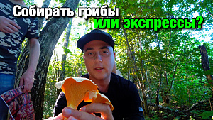 Жибер собрал грибов, экспресс и кукурузу | ВЛОГ